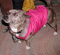 Jessie with Hoodie all set to take a winter walk.