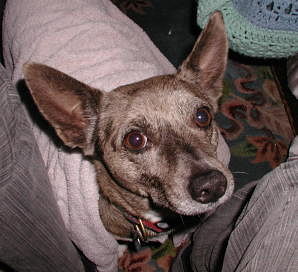 Jessie. Her eyes Bespeak an Undeniable Intelligence at the Canine Level 